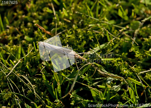 Image of Moth on grass