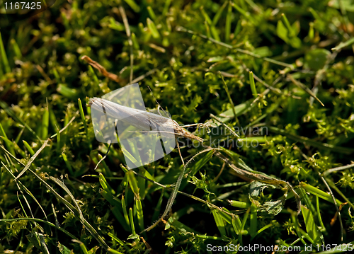 Image of Moth on grass