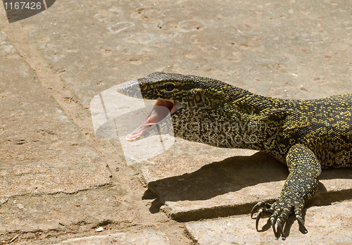 Image of Nile Monitor