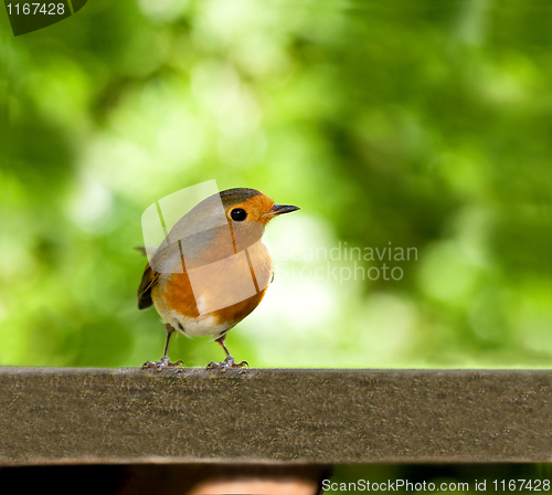 Image of European Robin on table