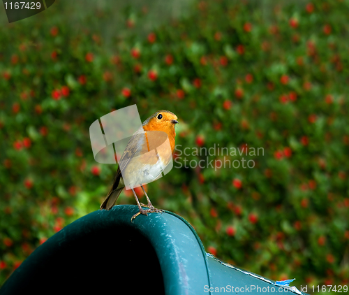 Image of European Robin on trug