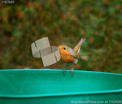 Image of European Robin tail up