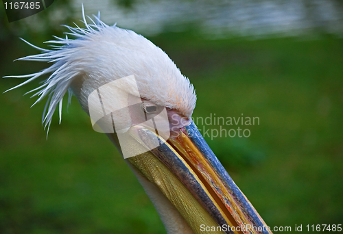 Image of Pelican head shot
