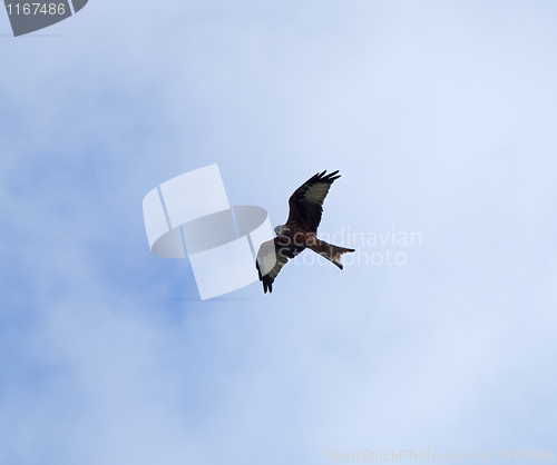Image of Red Kite soaring