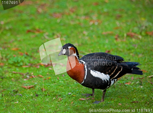 Image of Red-breasted Goose