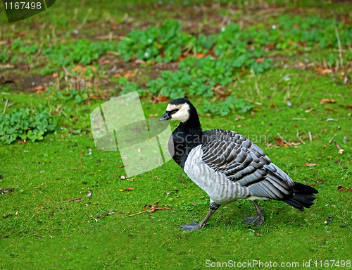 Image of Barnacle Goose