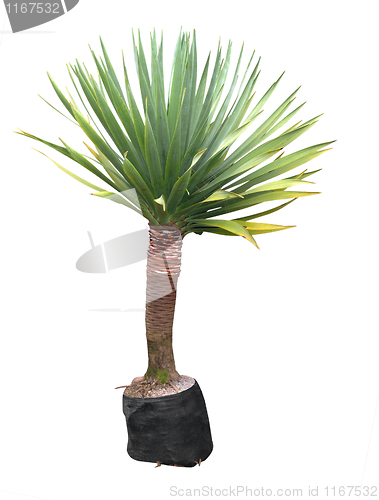 Image of Yucca Plant