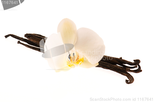 Image of Vanilla pods and flower