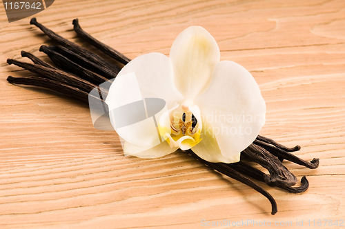 Image of Vanilla pods and flower