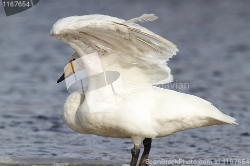 Image of Whooper Swan