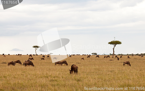 Image of Acacia Aerial on the Masai Mara