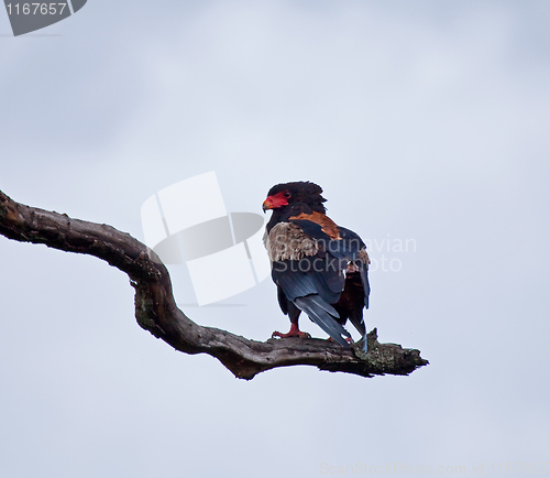 Image of Bateleur