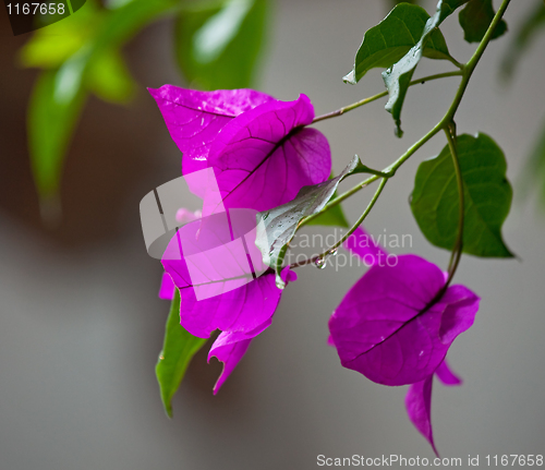 Image of Bougainvillea in rain