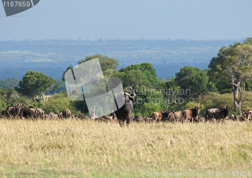 Image of African Buffalo on Masai Mara