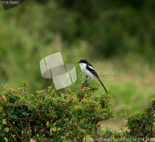Image of Common Fiscal