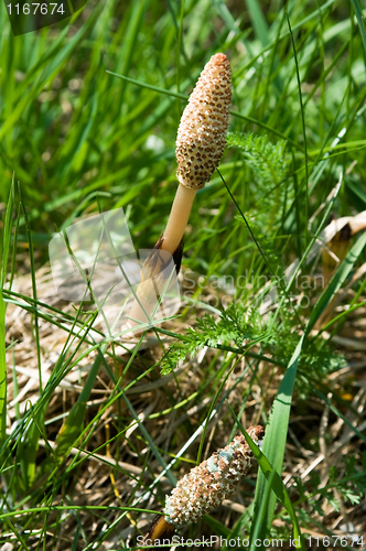 Image of Horsetail flowers