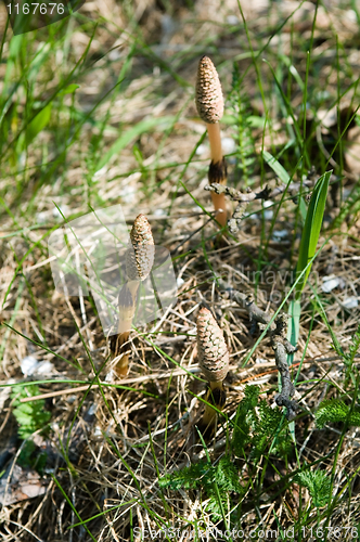 Image of Horsetail flowers