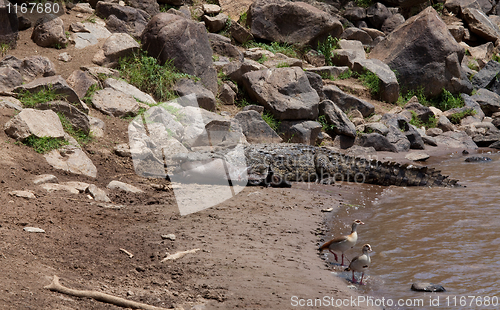 Image of Crocodile with prey on Mara River