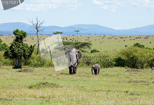 Image of Elephants on the Masai Mara