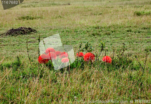 Image of Fireball Lilies on the Masai Mara