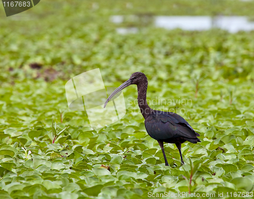 Image of Glossy Ibis juvenile