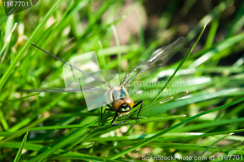 Image of Dragonfly Outdoor 