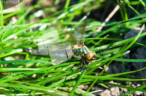 Image of Dragonfly Outdoor 