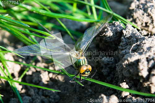 Image of Dragonfly Outdoor 
