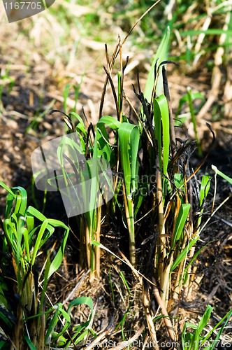 Image of New Growing Grass Emerging From The Ashes In A Burnt Field 