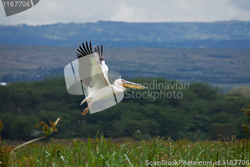 Image of Great White Pelican