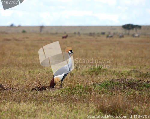 Image of Grey Crowned Crane on the Masai Mara