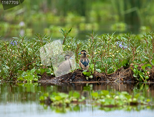 Image of Hottentot Teal