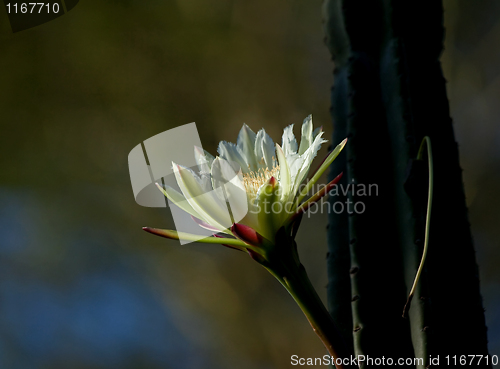 Image of Kenya Cactus Flower