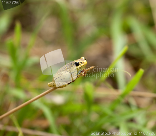 Image of Kenya Frog