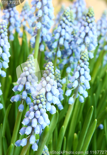 Image of Hyacinthus orientalis