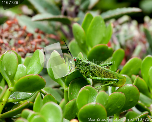 Image of Kenya Grasshopper