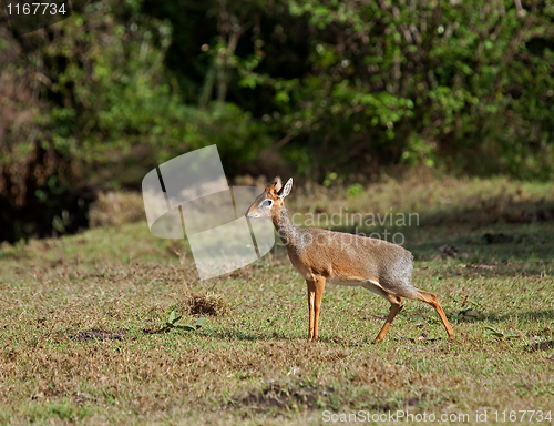 Image of Kirk's dik dik