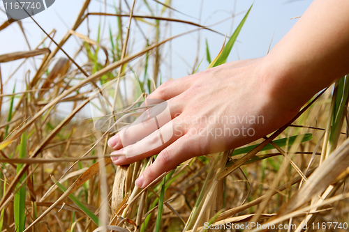 Image of close up of a man's hand touching the grass, 'feeling nature