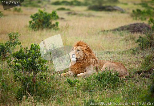 Image of Lion on the Masai Mara