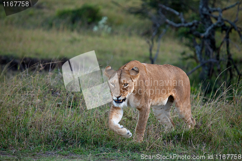Image of Lioness on the Masai Mara