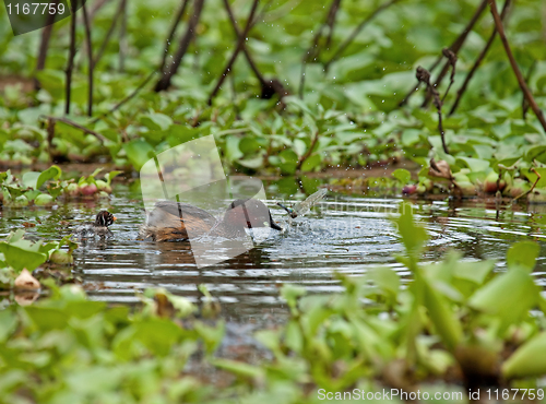 Image of Little Grebe and dragonfly prey