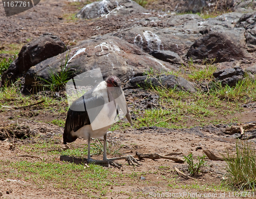 Image of Marabou Stork