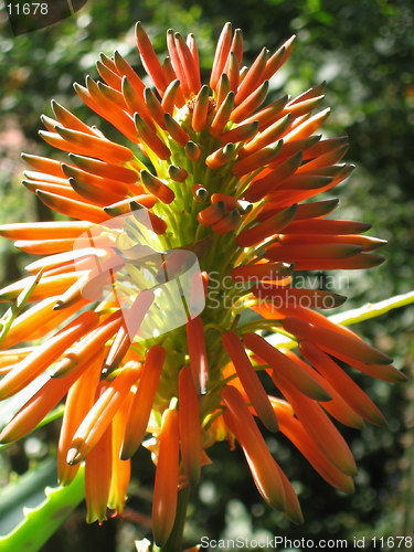 Image of Aloe