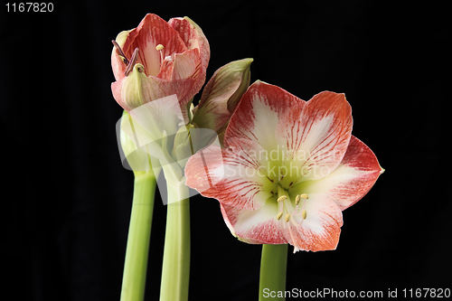 Image of Amaryllis