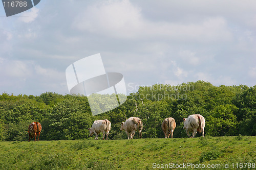 Image of Cows