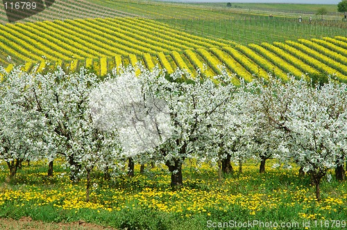 Image of Cherry garden