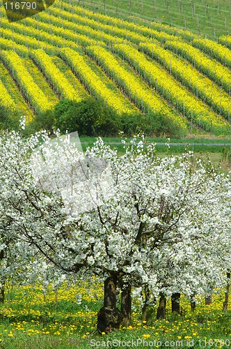 Image of Cherry garden