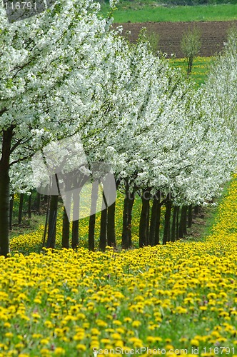 Image of Cherry garden