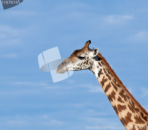 Image of Masai Giraffe close-up