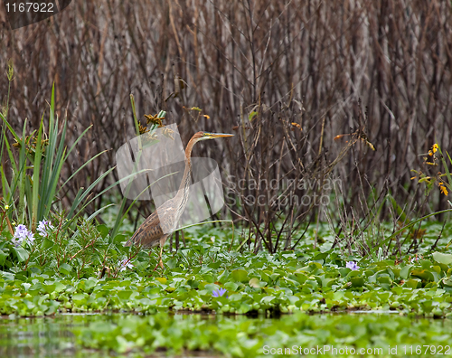 Image of Purple Heron juvenile